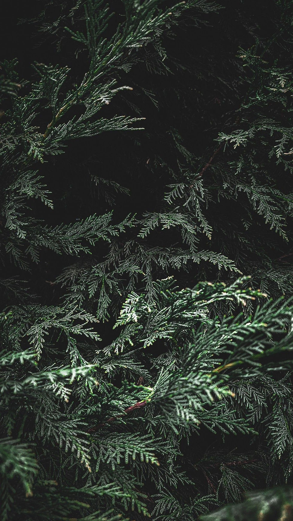 隱木之境