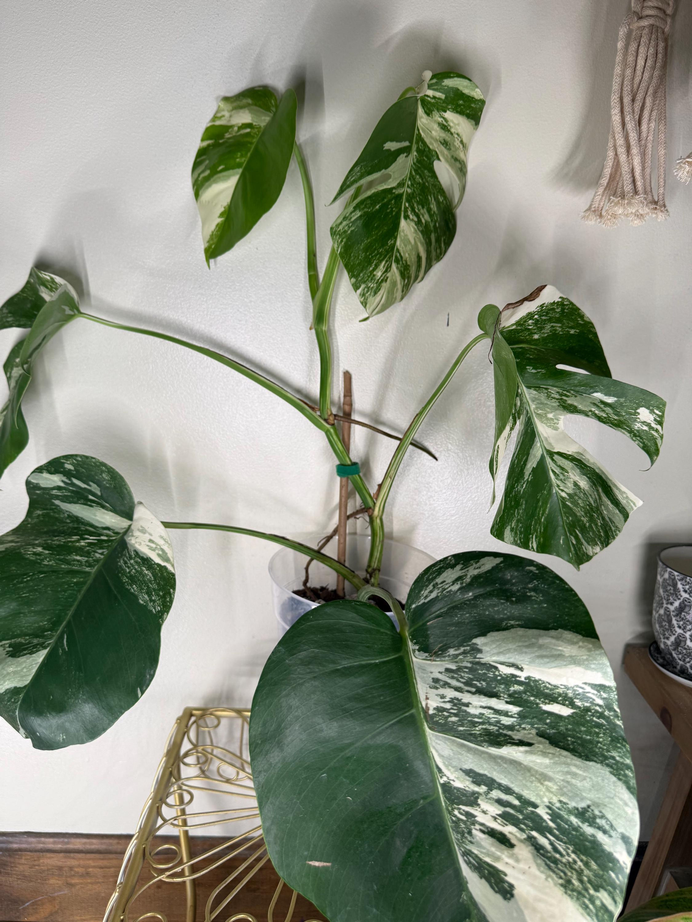 Monstera Albo