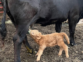 Got Milk: How to Verify If a Calf Has Nursed