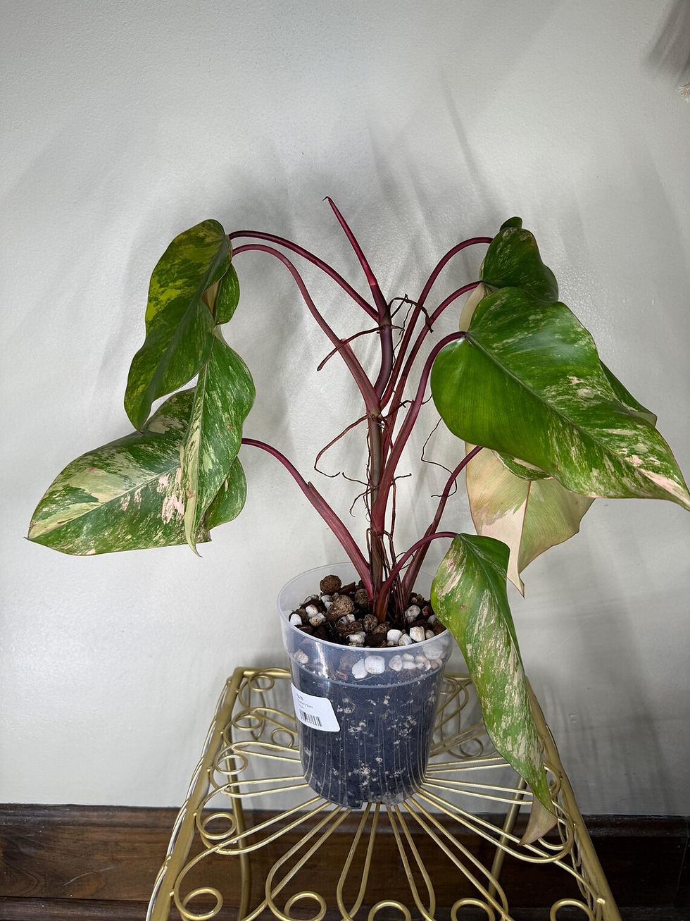 Thumbnail: Philodendron Strawberry Shake
