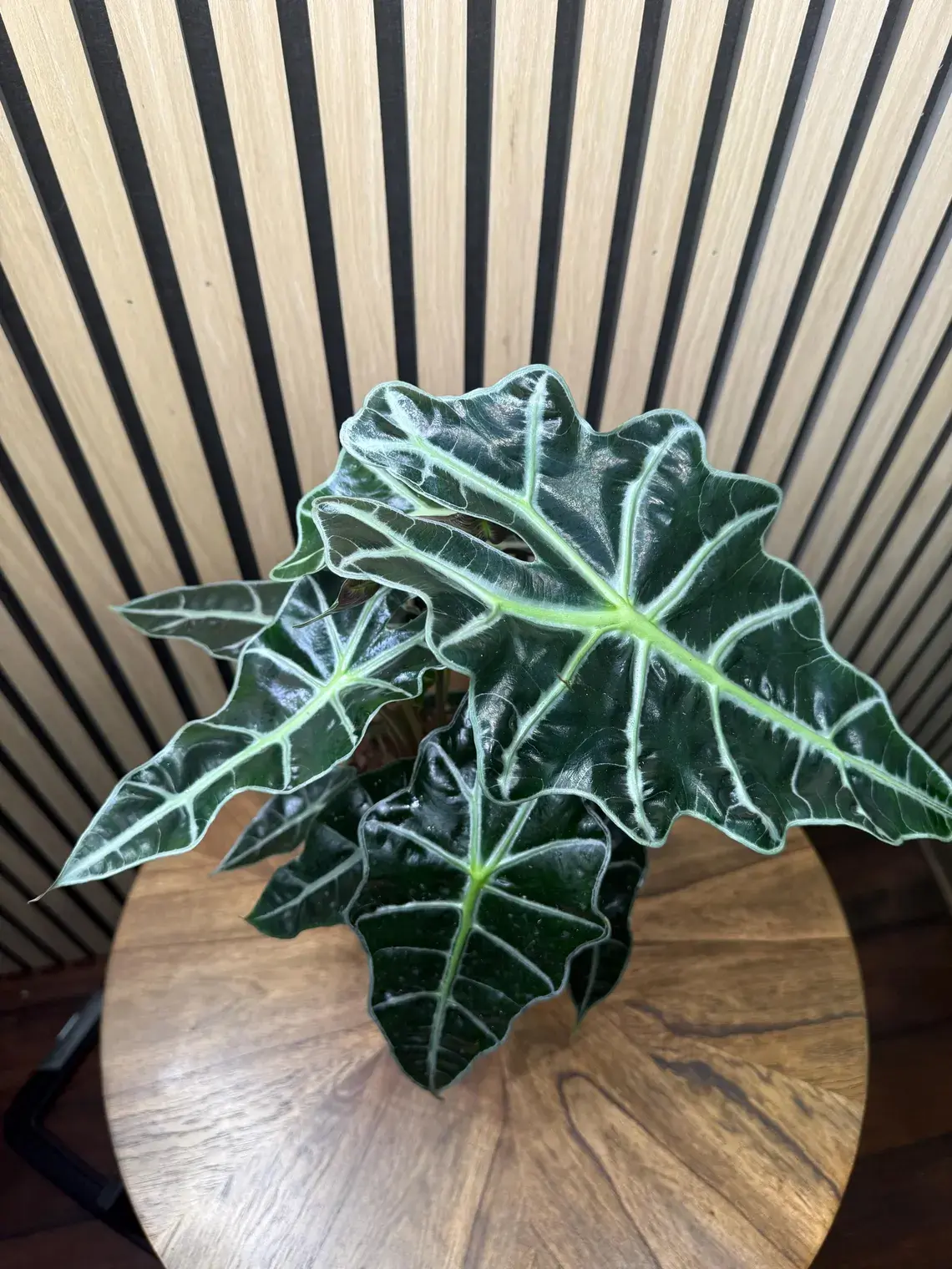 6" Alocasia Amazonica