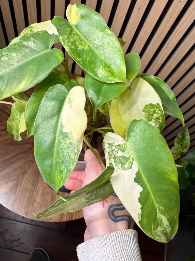 Thumbnail: Variegated Philodendron Burle Marx