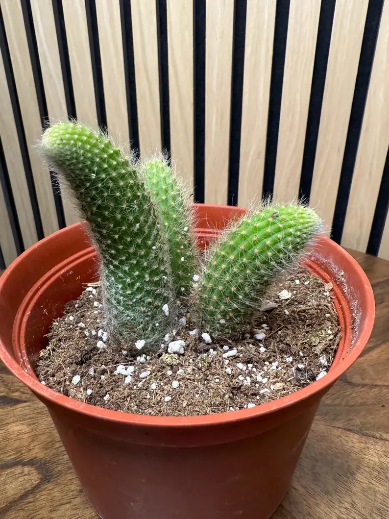 Thumbnail: Monkey Tail Cactus