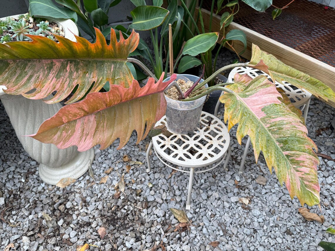 Philodendron Caramel Marble