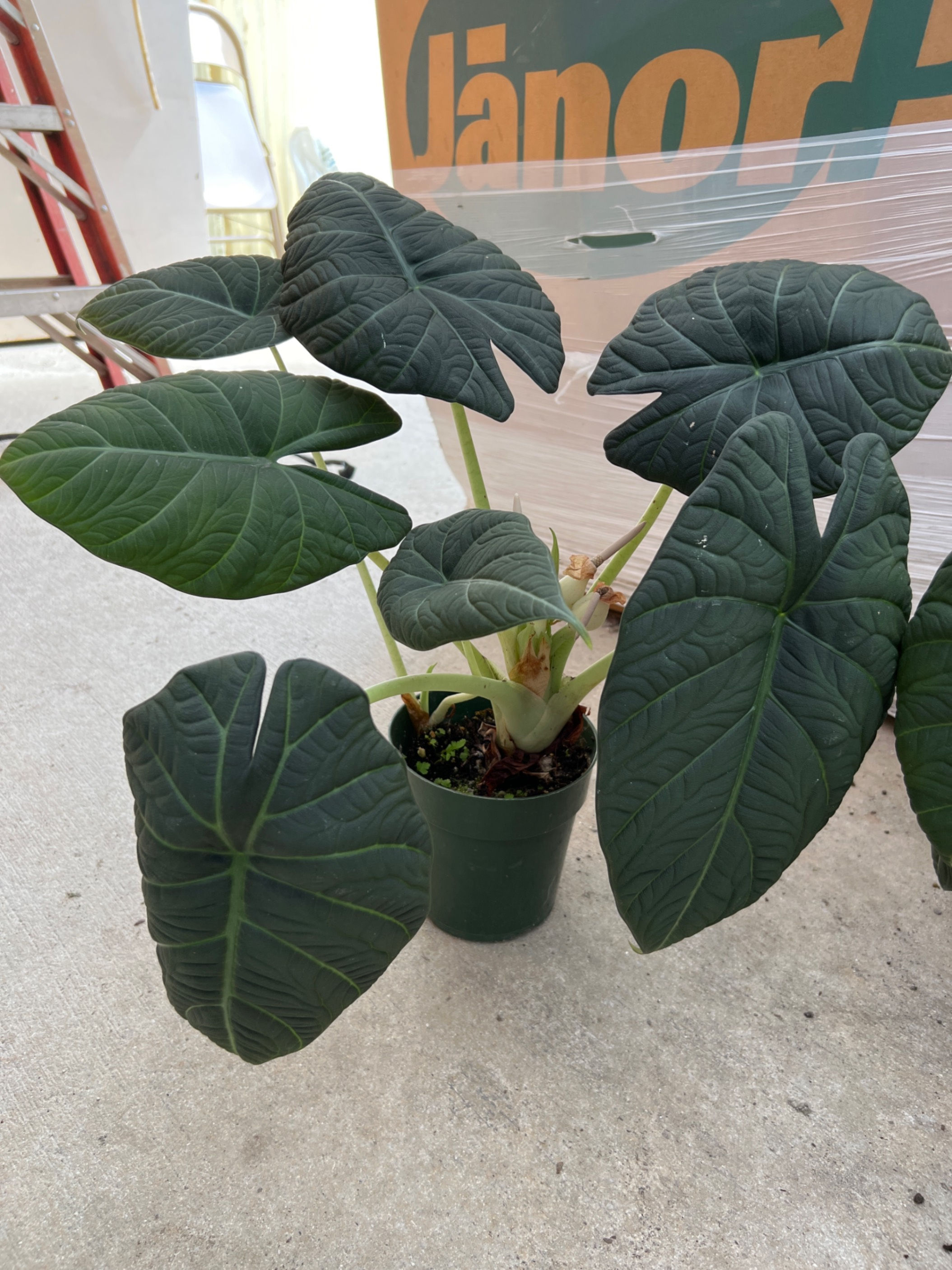 6" Alocasia Maharani
