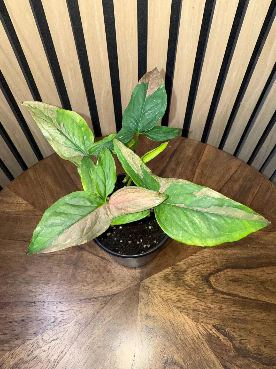 Tri Color Syngonium (Arrowhead Plant)
