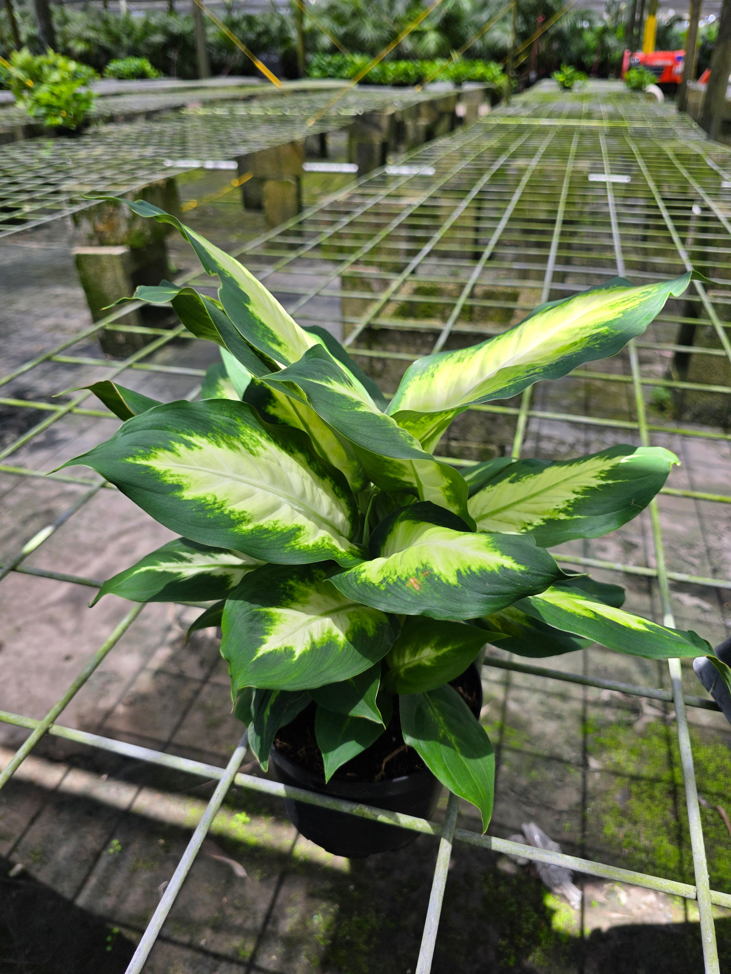 6" Dieffenbachia Camille