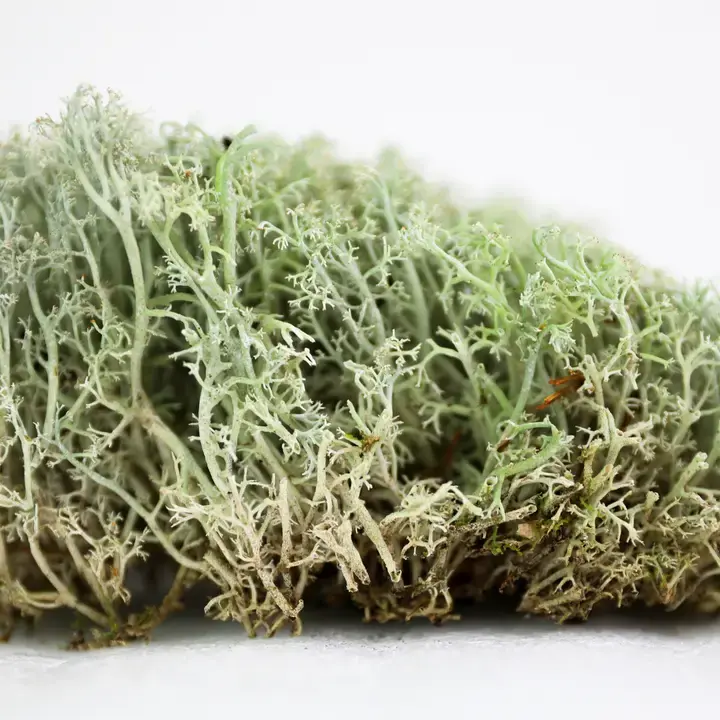 Thumbnail: Lichen – Live or Dormant Clumps For Terrariums & Landscaping