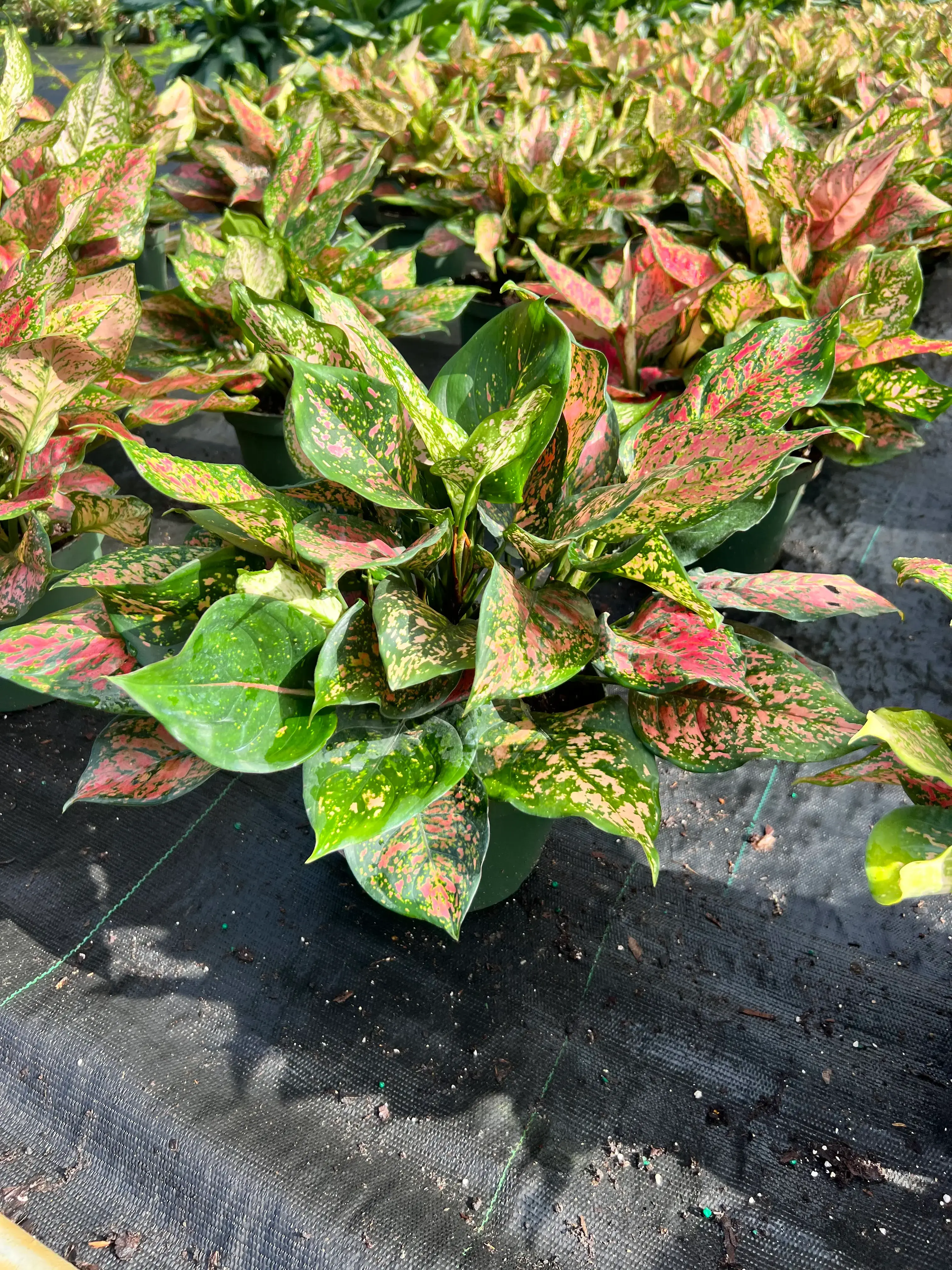 6" Aglaonema Red Valentine