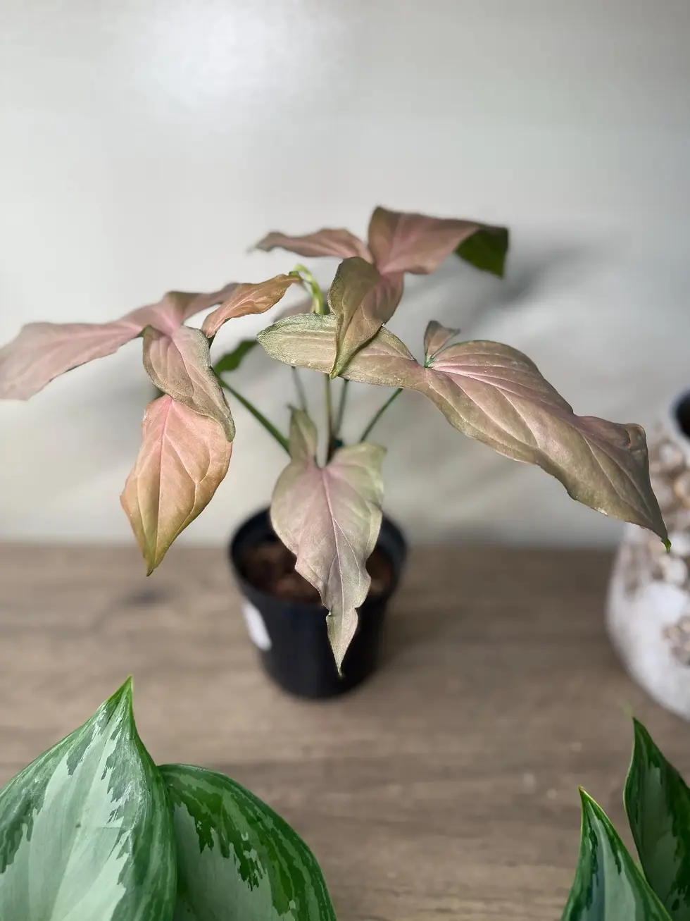 Thumbnail: 4" Syngonium Pink Allusion