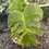 Thumbnail: Monstera Aurea Tricolor