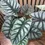 Thumbnail: Silver Dragon Alocasia