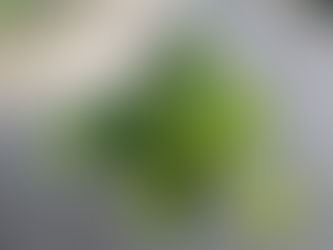 Beginner Houseplants That Forgive Mistakes and Why They Do