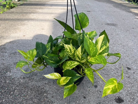 Beginner Houseplants That Forgive Mistakes and Why They Do