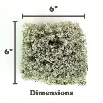 Thumbnail: Lichen – Live or Dormant Clumps For Terrariums & Landscaping