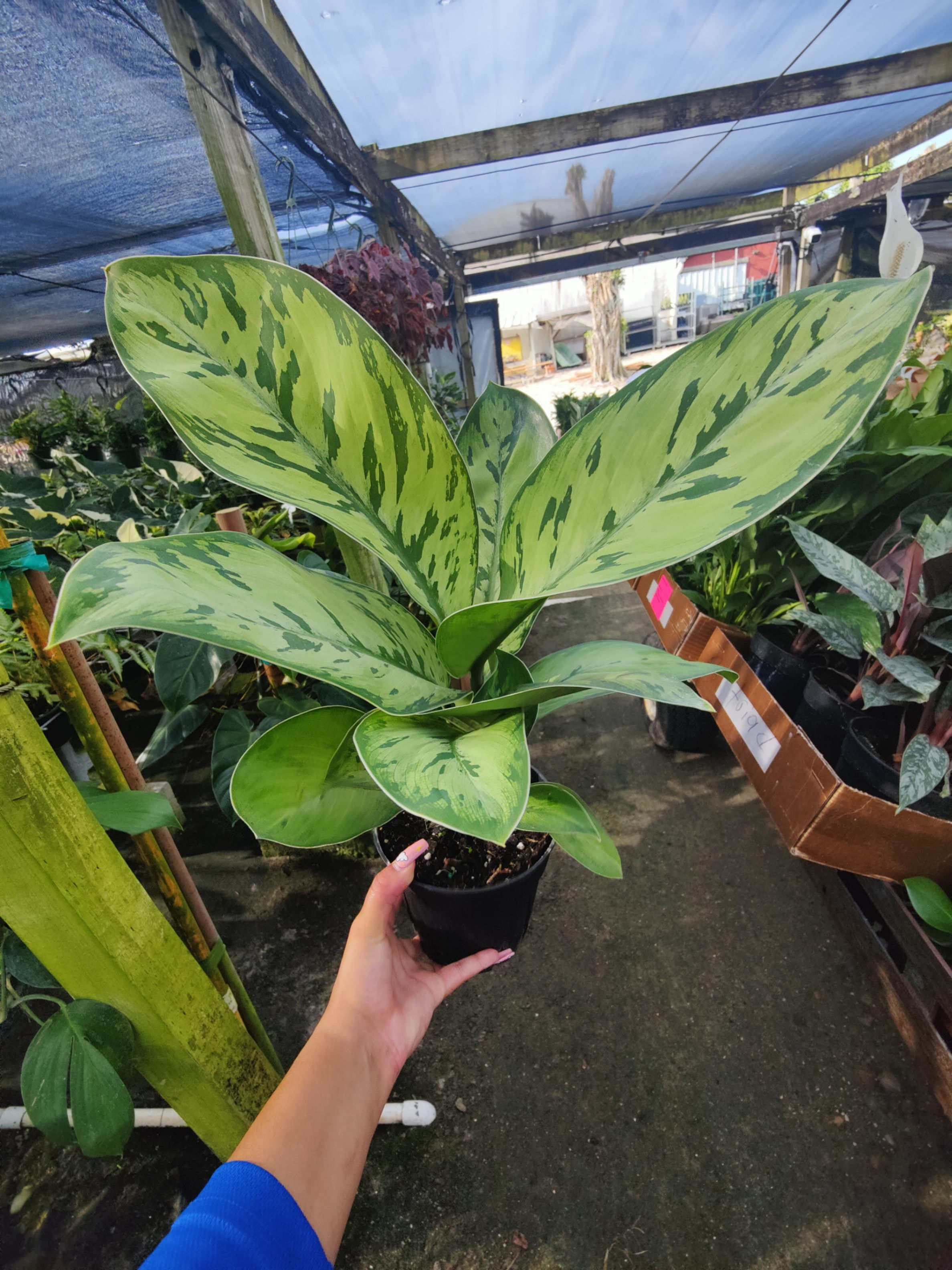 6" Homalomena Selby