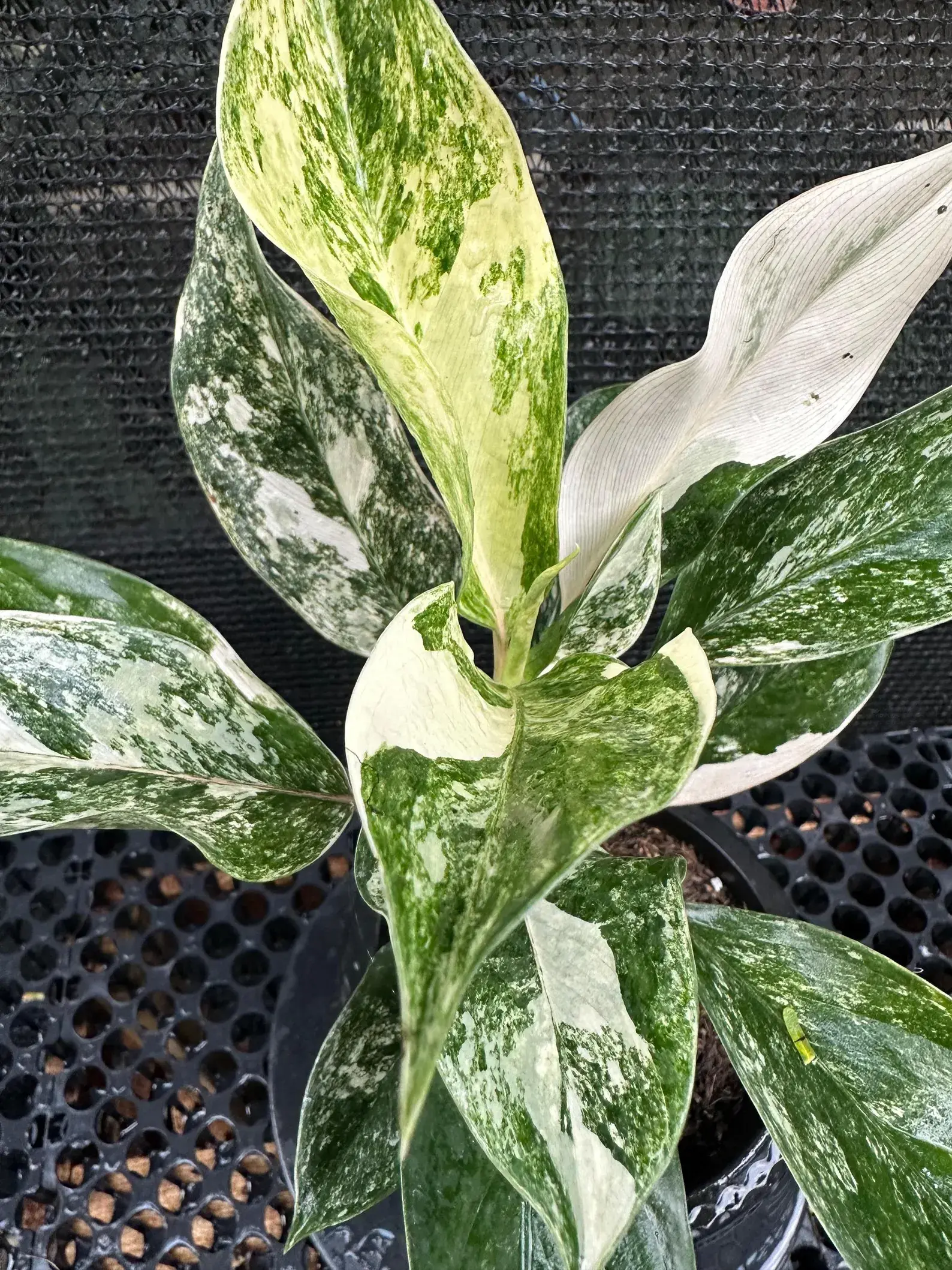 Aglaonema Siam Jade