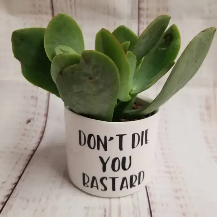 Thumbnail: Punny Plant Pot