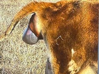 Baby Coo: Part 1- Navigating and Understanding the Intricacies of Calving and Parturition (4 Part Series)