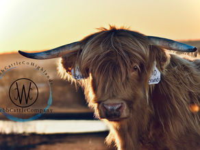 Lice: Not Today Heifer