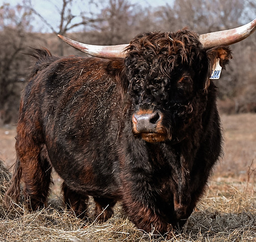 Highland Cattle Breeder - Mini Highland Cattle Breeder - Miniature Cows - Miniature Micro Highland Cattle - Cows Heifers Micr