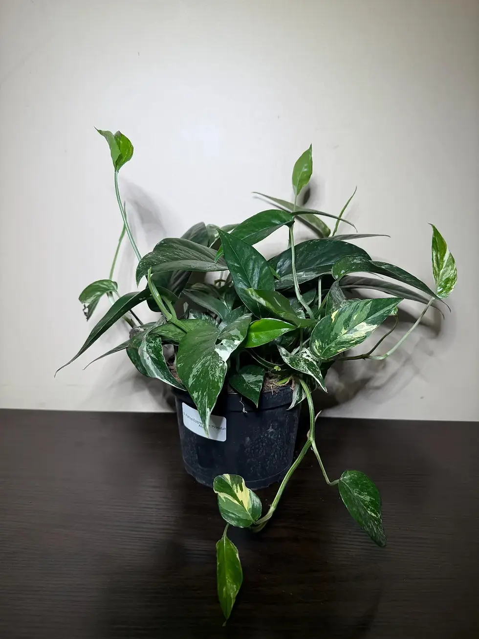 Thumbnail: 6" Pothos Epipremnum Pinnatum Albo