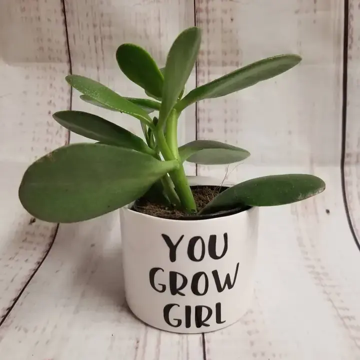 Thumbnail: Punny Plant Pot