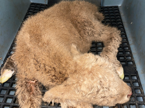 Calf Survival: Cold Stress