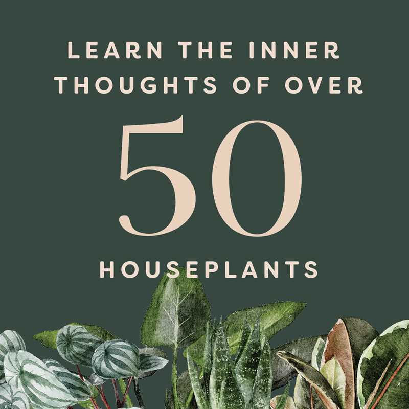 Thumbnail: Houseplants and Their Fucked-Up Thoughts By Carlyle Christoff