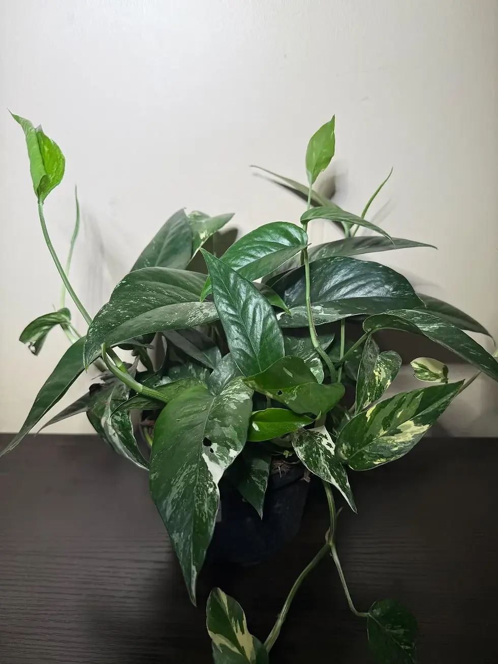 Thumbnail: 6" Pothos Epipremnum Pinnatum Albo