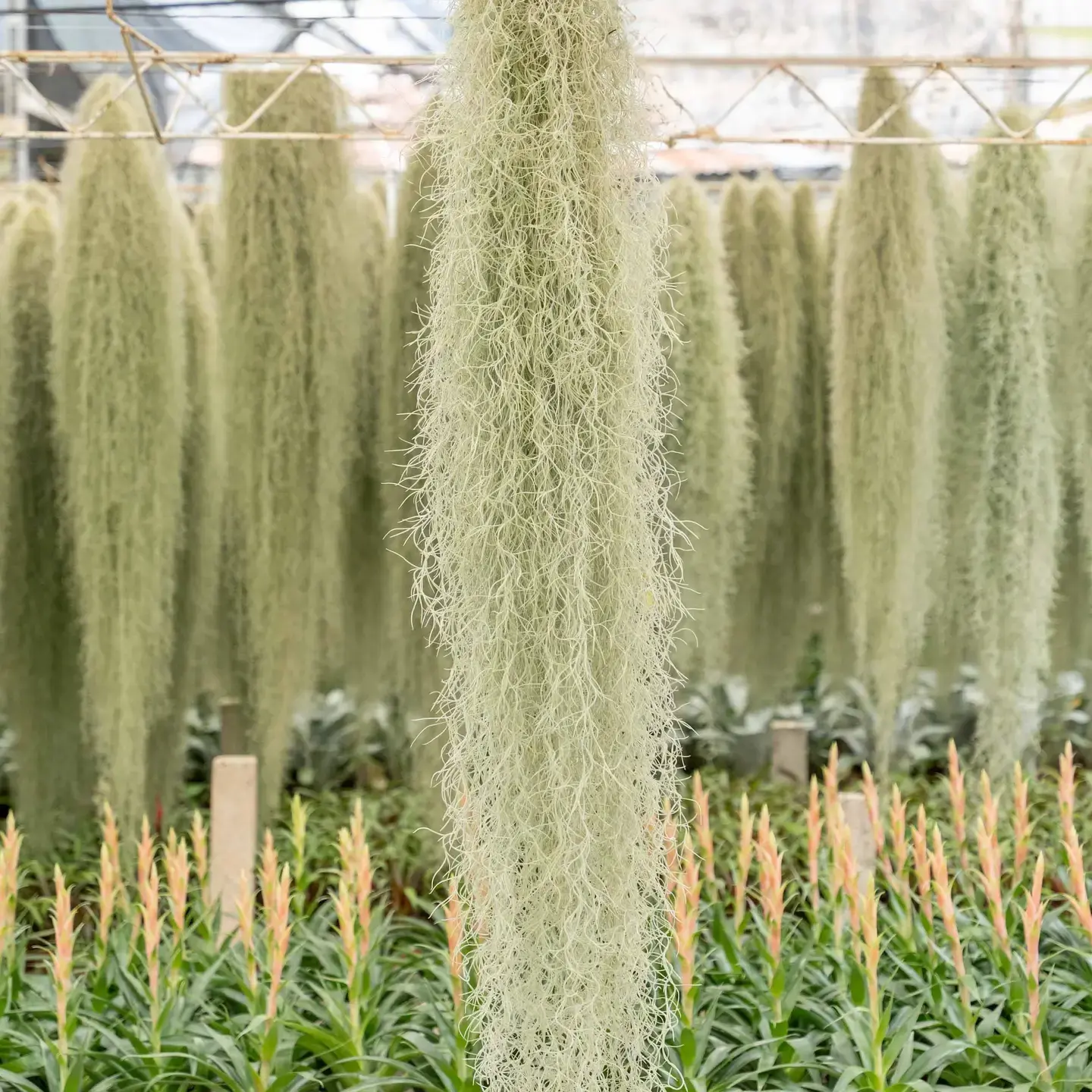 Giant Colombia Thick Spanish Moss - Tillandsia Usneoides