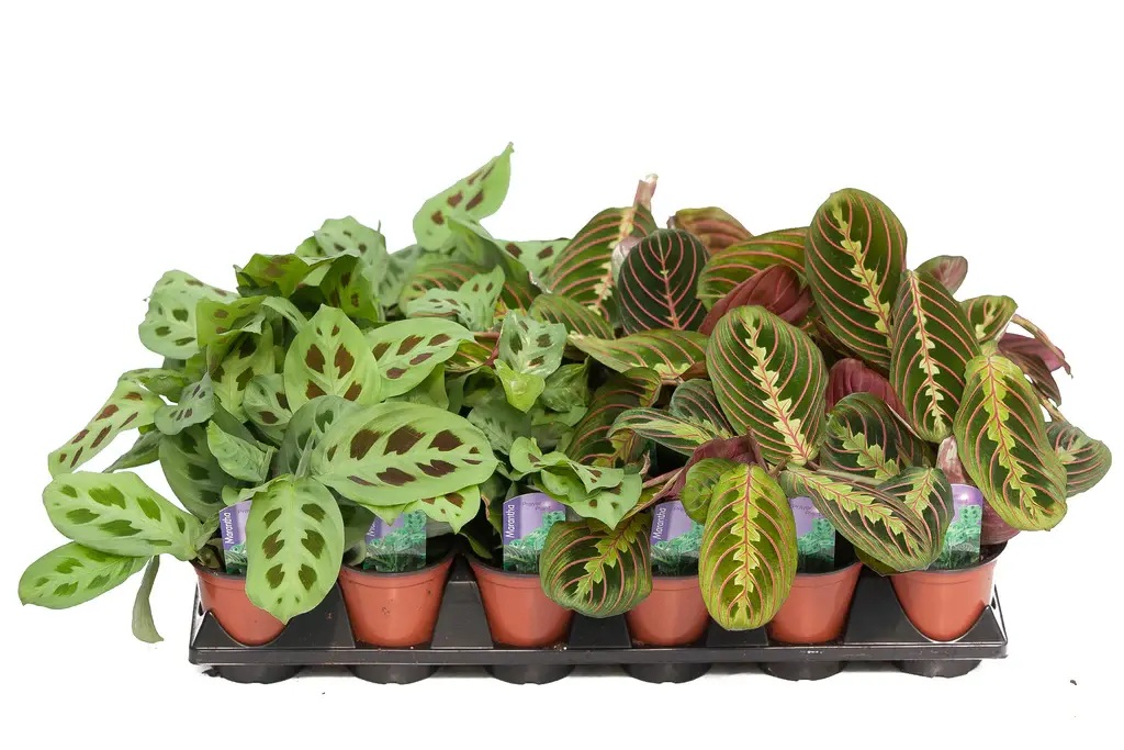 6" Assorted Maranta Prayer Plant
