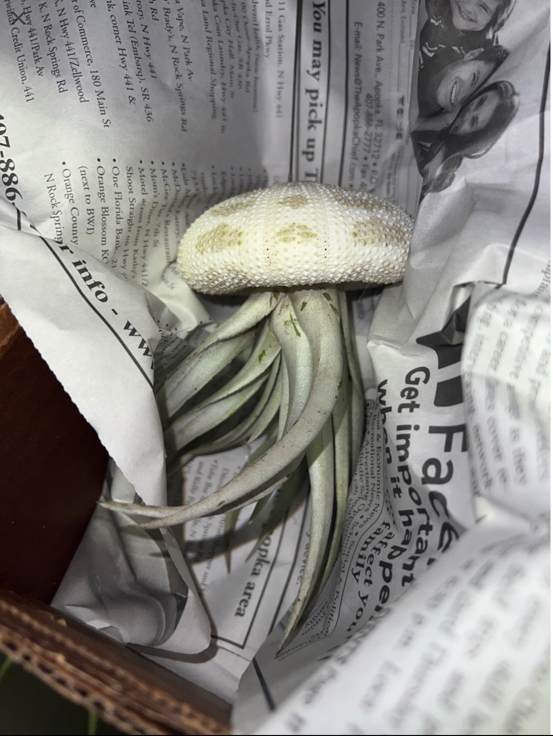 3" Bromeliad Tillandsia Jellyfish