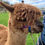 Thumbnail: Alpaca Experience