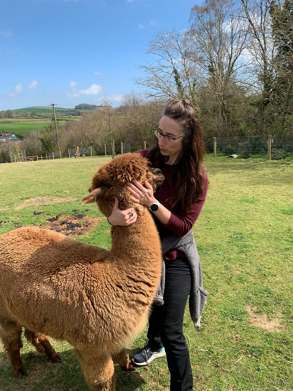 Thumbnail: Alpaca Walk