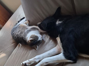 Ultraschall: Lilly ist trächtig💗