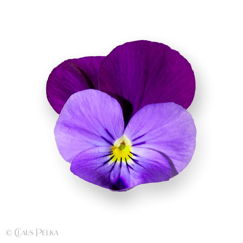 Foto | Bild: Stiefmütterchen lila auf weißem Hintergrund.
Format: JPG | 5900 x 5900 px