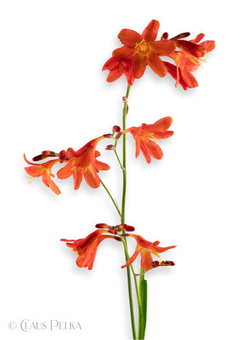 Foto | Bild: Crocosmia rot auf weißem Hintergrund.
Format: JPG | 6218 x 8694 px