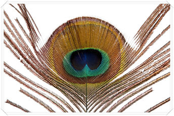 Foto: Pfauenfeder
Bildgröße: 6720 x 4480 px
