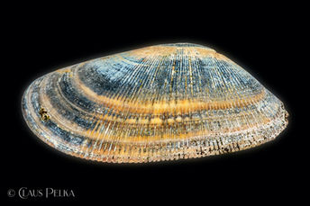 Foto | Bild: Muschel auf schwarzem Hintergrund.
Format: JPG | 6718 x 4478 px