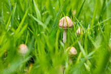 Foto | Bild: Pilze im Rasen.
Format: JPG | 6720 x 4480 px