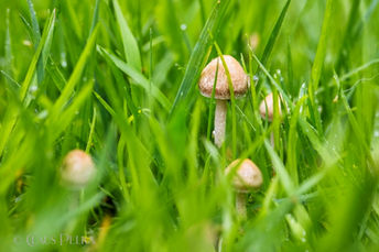 Foto | Bild: Pilze im Rasen.
Format: JPG | 6720 x 4480 px