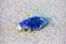 Foto | Bild: Qualle am Strand.
Format: JPG | 6720 x 4480 px