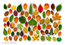 Foto | Bild: Le monde des feuilles - Die Welt der Blätter.
Format: JPG | 9700 x 6700 px
