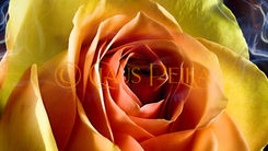Fleurs creatives - kreative Blütenbilder