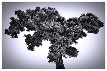 Foto: Tree Black & White
Bildgröße: 7106 x 4738 px