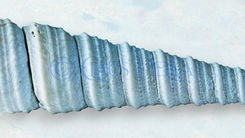 Fotos und Bilder Icy Shell Collection - Muschel Kollektion