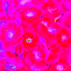 Foto | Bild: Pretty in Pink.
Format: JPG | 4480 x 4480 px