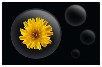 Foto: Flower Bubble N° 13 | Blüte in der Blase
Bildgröße: 9000 x 6000 px