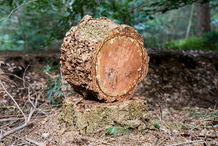 Foto | Bild: Baumstamm.
Format: JPG | 6720 x 4480 px
